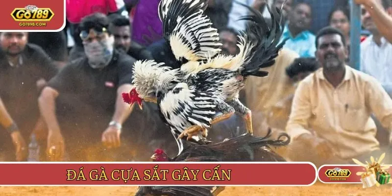 Theo dõi các trận chọi kê cựa sắt để thỏa mãn đam mê